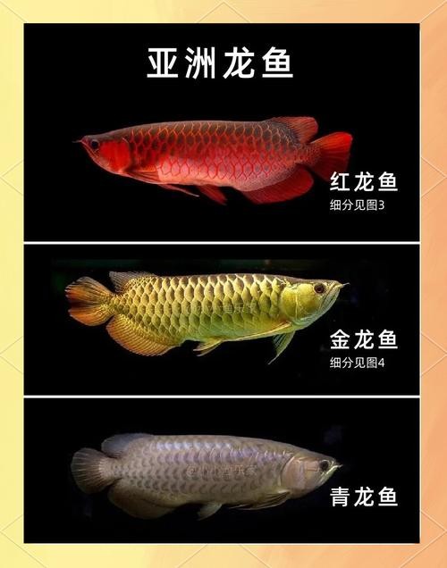 龍魚圖片大全圖片高清