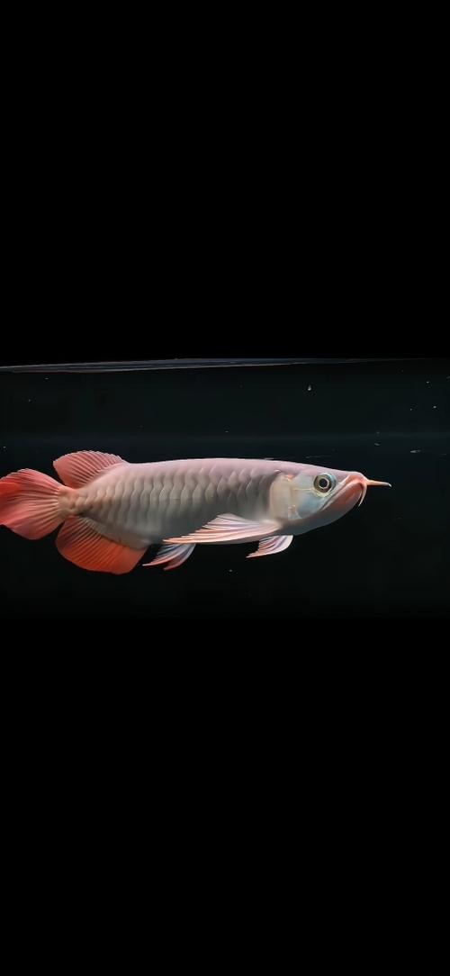 高清金龍魚圖片大全大圖手機壁紙動漫
