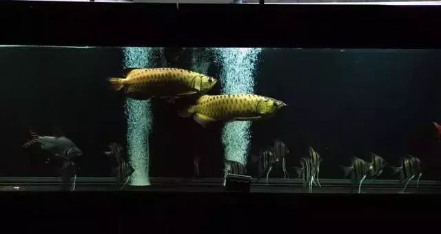 胭脂魚和龍魚混養(yǎng)好不好
