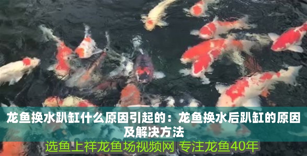 龍魚換水趴缸什么原因引起的：龍魚換水后趴缸的原因及解決方法