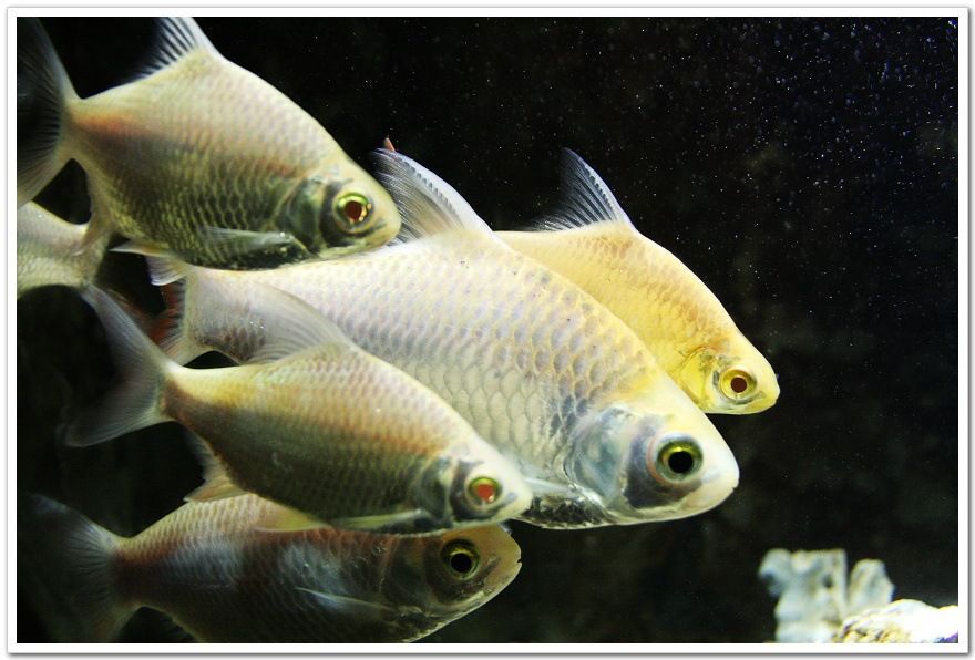 泰國鯽和龍魚混養的好處：泰國鯽和龍魚混養在某些情況下會帶來一些好處這些好處
