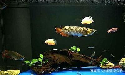 與龍魚混養的魚類有哪些？：與龍魚混養的魚類不僅美觀，而且在混養條件下相對安全