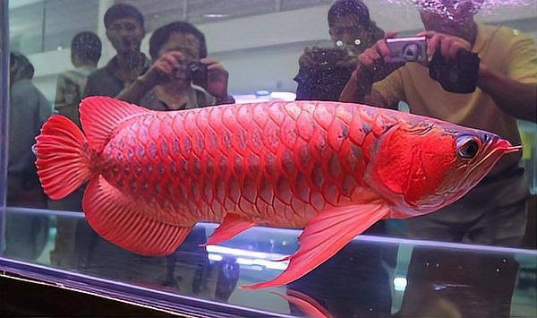 給我一張最貴紅龍魚的圖片