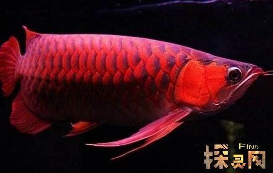 給我一張最貴紅龍魚的圖片