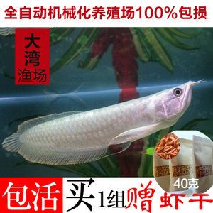 5厘米金龍魚魚苗價格（5厘米的金龍魚魚苗價格是多少一條360問答）