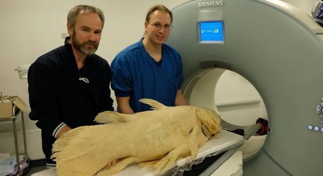 恐龍魚簡介：關于恐龍魚的一些基本信息