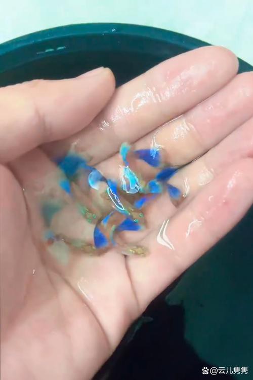 成都哪里有賣龍魚的店子 龍魚百科 第2張 成都哪里有賣龍魚的店子 成都哪里有賣龍魚的店子 龍魚百科 第2張