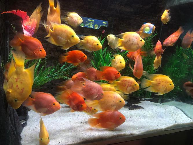 成都哪里有賣龍魚的店子 龍魚百科 第3張 成都哪里有賣龍魚的店子 成都哪里有賣龍魚的店子 龍魚百科 第3張