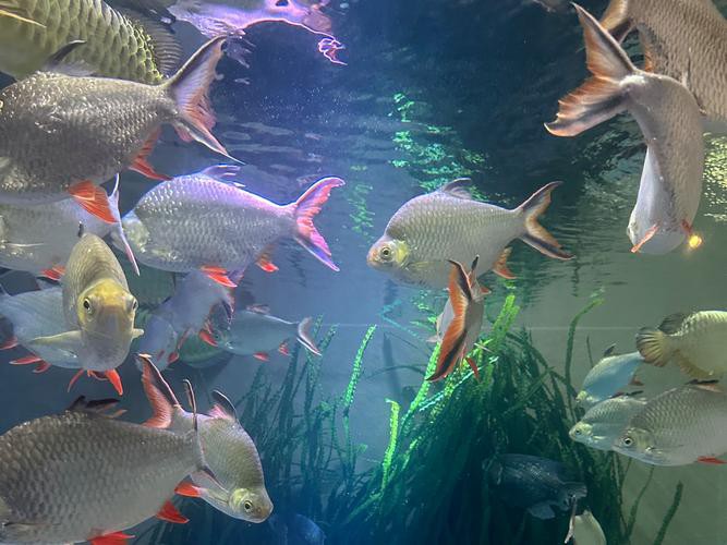 成都哪里有賣龍魚的店子 龍魚百科 第4張 成都哪里有賣龍魚的店子 成都哪里有賣龍魚的店子 龍魚百科 第4張