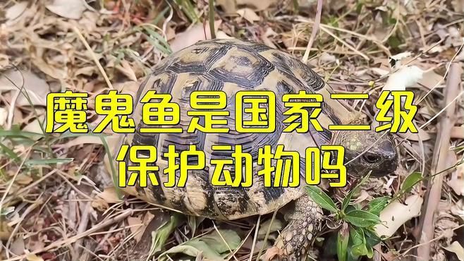 魔鬼魚吃了犯法嗎