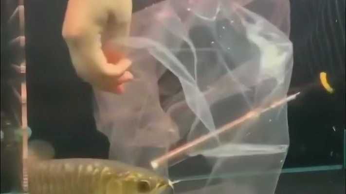 龍魚怎么撈出來：龍魚撈取后如何穩定水質