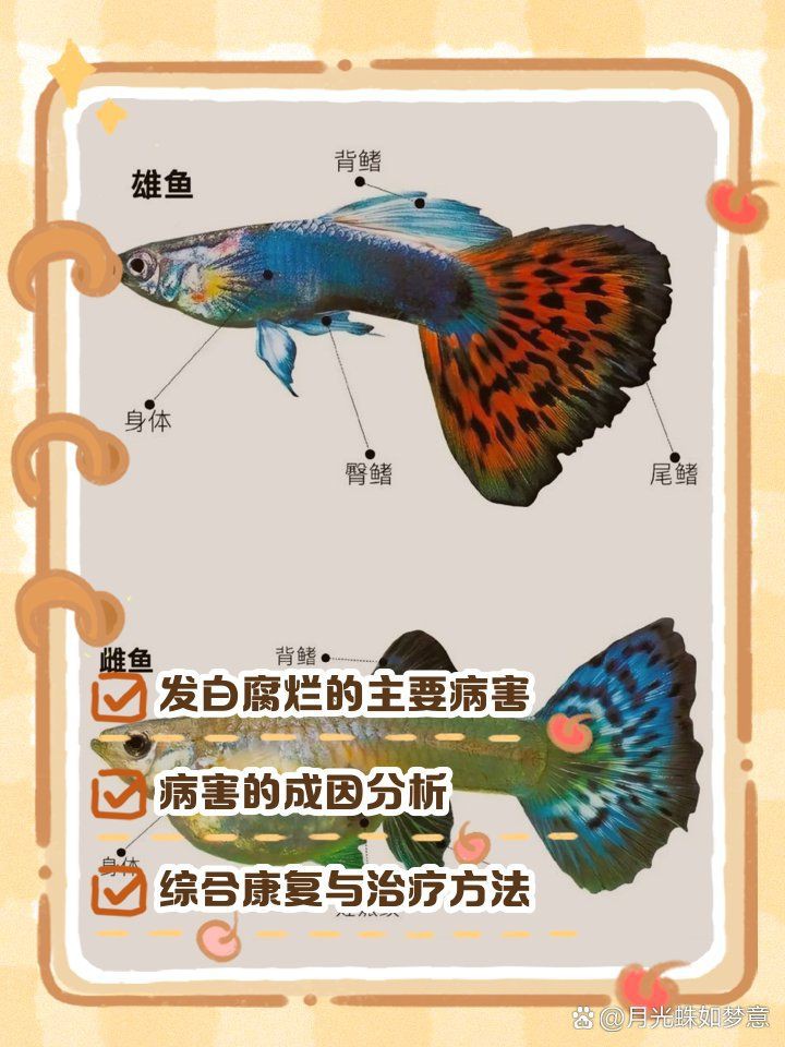 孔雀魚身上發白腐爛會自愈嗎？
