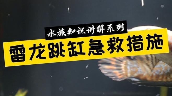 雷龍魚跳缸后 雷龍魚跳缸后 龍魚百科 第2張