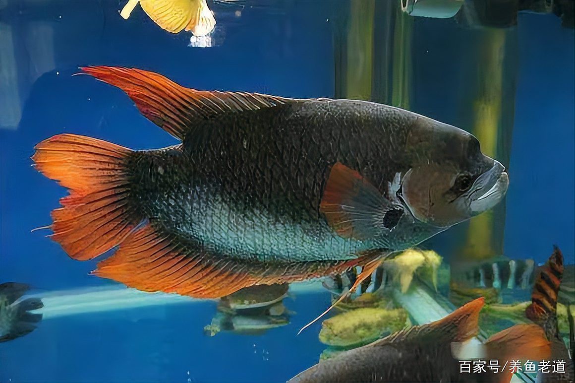 虎紋恐龍魚能和什么魚混養(yǎng)一起養(yǎng)魚