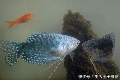 龍魚繁殖過程中常見問題及解決：龍魚繁殖最佳水溫控制技巧 龍魚繁殖過程中常見問題及解決：龍魚繁殖最佳水溫控制技巧 龍魚百科 第2張