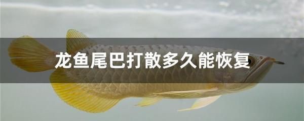 龍魚爛尾巴恢復要多久，龍魚爛尾巴恢復時間