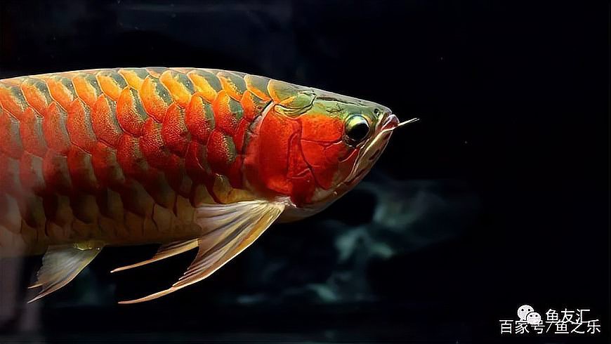 紅龍魚馴化干食后多久見效？