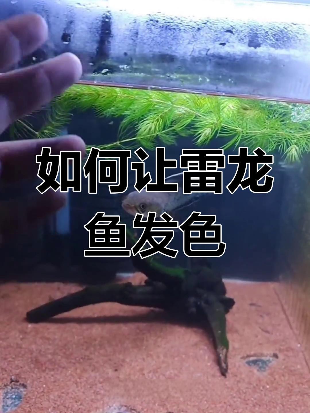 如何判斷雷龍魚是否進入發色期？