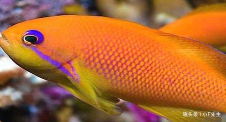龍魚屬于熱帶魚嗎 龍魚屬于熱帶魚嗎 龍魚百科 第1張