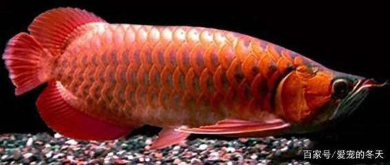 紅龍魚(yú)鰭上有白色點(diǎn)點(diǎn)是什么：紅龍魚(yú)鰭上出現(xiàn)白色點(diǎn)點(diǎn)可能是由于幾種不同的原因引起的
