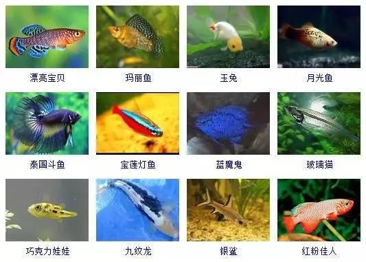 非洲觀賞魚(yú)品種介紹：非洲觀賞魚(yú)品種的特點(diǎn)及其適應(yīng)性，金恐龍與其他觀賞魚(yú)對(duì)比
