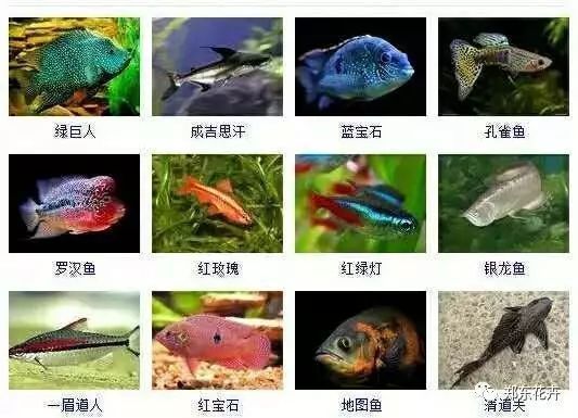 非洲觀賞魚(yú)品種介紹：非洲觀賞魚(yú)品種的特點(diǎn)及其適應(yīng)性，金恐龍與其他觀賞魚(yú)對(duì)比
