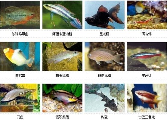 非洲觀賞魚(yú)品種介紹：非洲觀賞魚(yú)品種的特點(diǎn)及其適應(yīng)性，金恐龍與其他觀賞魚(yú)對(duì)比