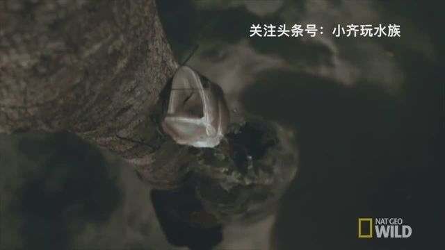 龍魚野外生長環境要求是多少：飼養龍魚時，必須將水先存放1-2天或在日光下曬半天 龍魚野外生長環境要求是多少：飼養龍魚時，必須將水先存放1-2天或在日光下曬半天 龍魚百科 第2張
