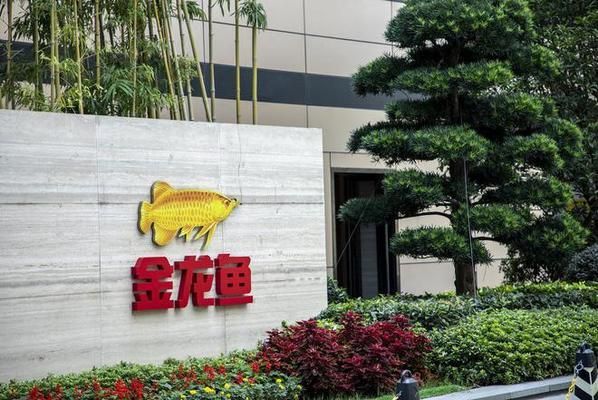 金龍魚背上的黑色什么時候退去 貼吧（金龍魚背上的黑色什么時候退去）