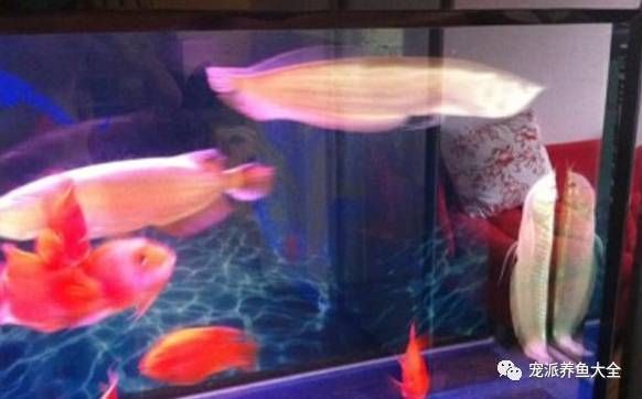 龍魚浮起來了怎么辦圖片：龍魚浮頭的緊急處理方法