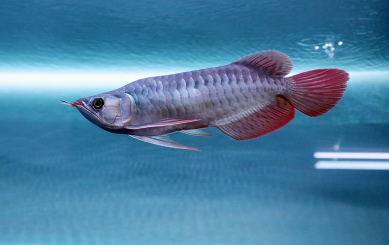 龍魚怎么練膽：如何訓(xùn)練龍魚的膽量 龍魚怎么練膽：如何訓(xùn)練龍魚的膽量 龍魚百科 第3張