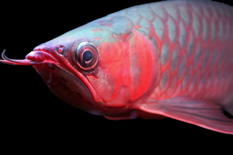 龍魚怎么練膽:如何訓(xùn)練龍魚的膽量 龍魚百科 第1張 龍魚怎么練膽:如何訓(xùn)練龍魚的膽量 龍魚怎么練膽:如何訓(xùn)練龍魚的膽量 龍魚百科 第1張