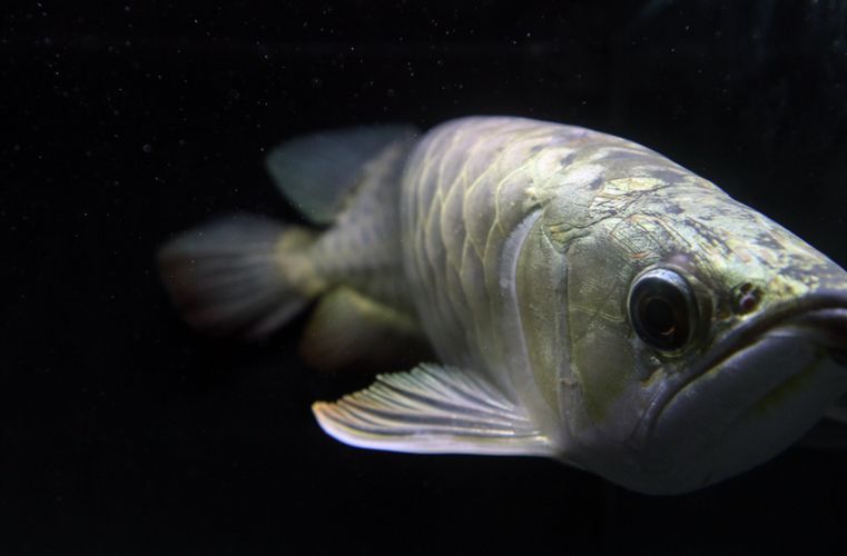 龍魚怎么練膽:如何訓(xùn)練龍魚的膽量 龍魚百科 第2張 龍魚怎么練膽:如何訓(xùn)練龍魚的膽量 龍魚怎么練膽:如何訓(xùn)練龍魚的膽量 龍魚百科 第2張