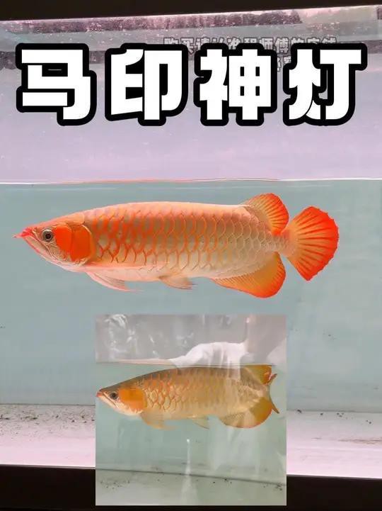 紅龍魚燈光設置有哪些品牌推薦？