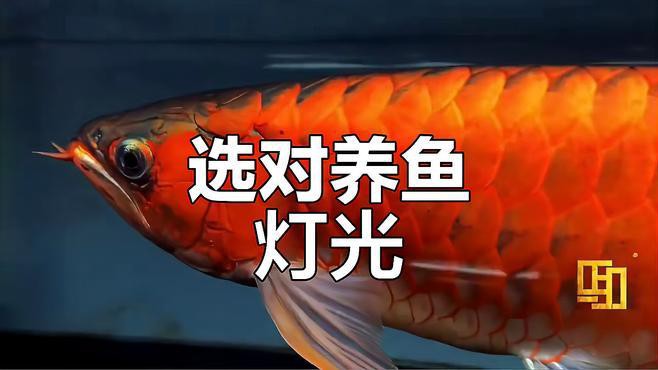 紅龍魚燈光設置有哪些品牌推薦？