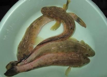 大豐收龍魚和脆魚哪個沒刺（大豐收和脆魚哪個更好吃？）