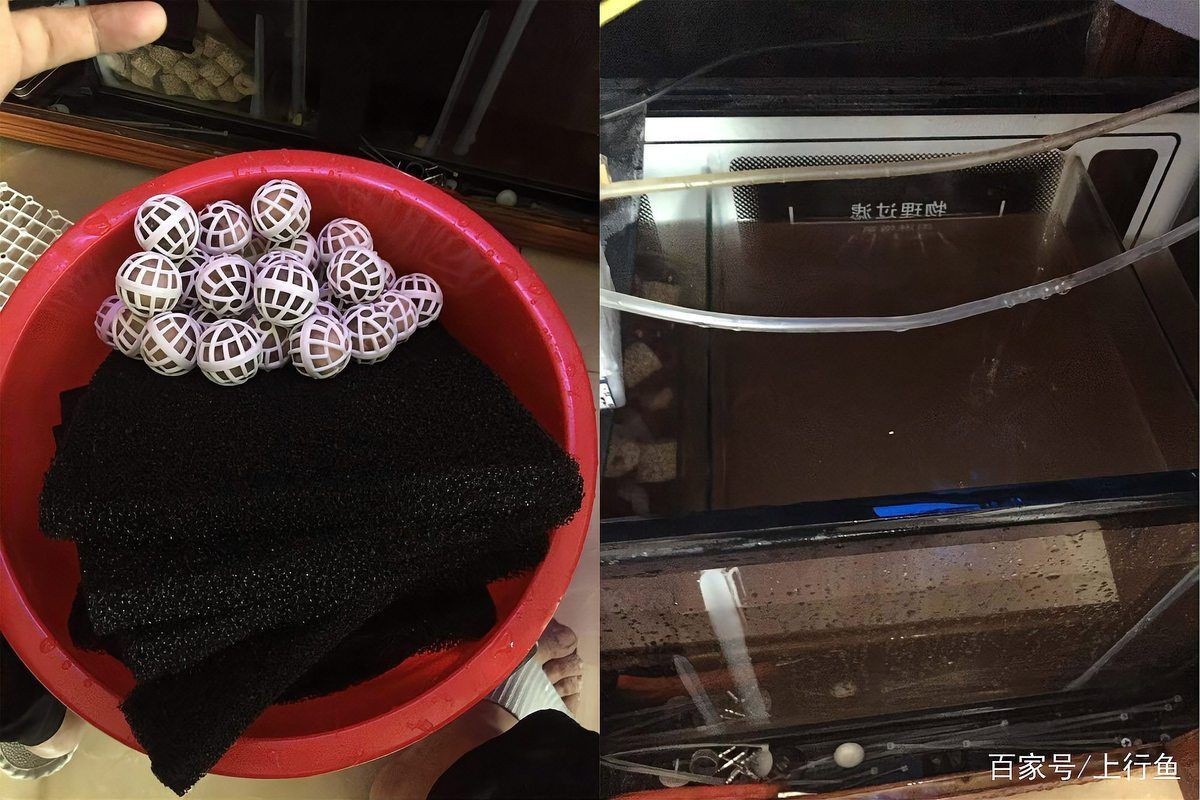 錦鯉緋寫小魚最忌諱三個原因