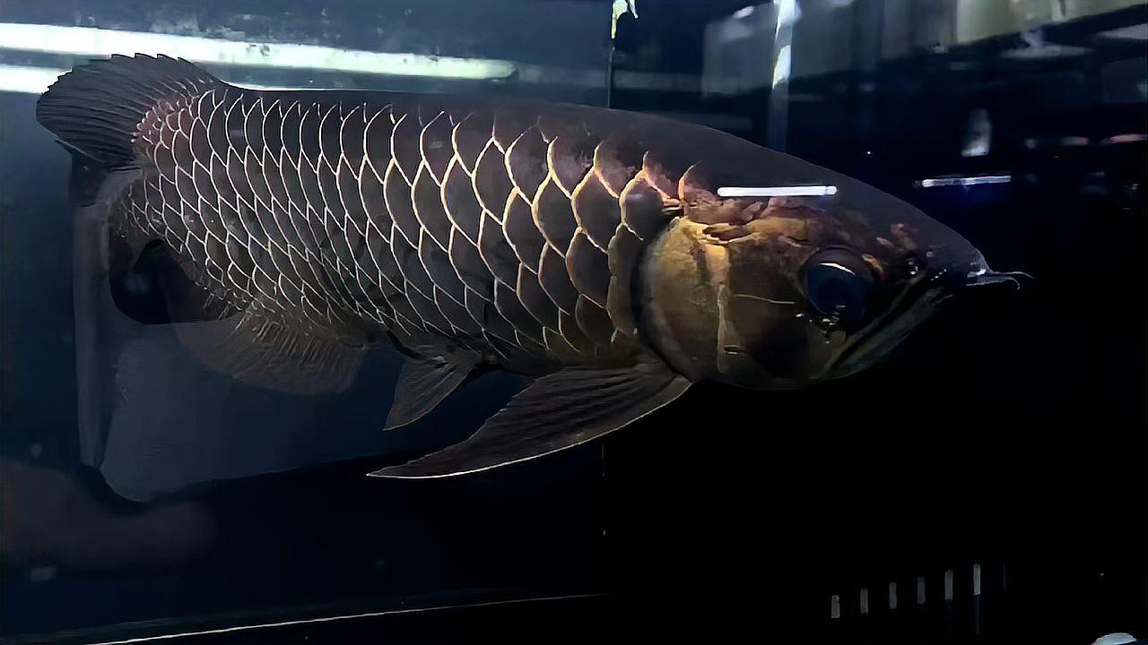 哪里可以購買到正宗的黑金剛過背金龍魚？