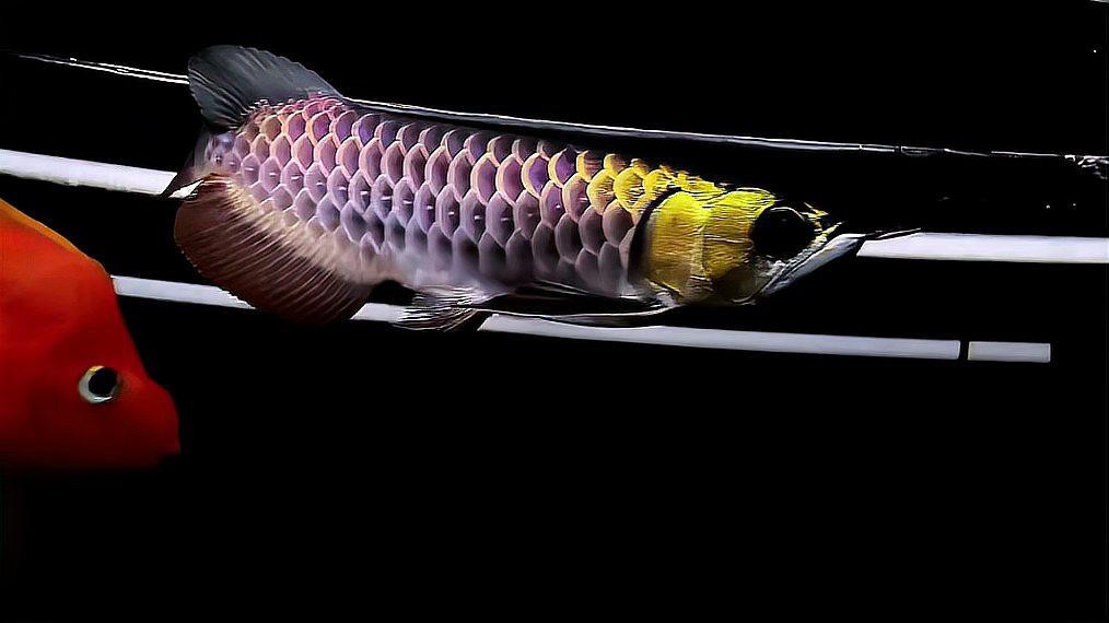 哪里可以購買到正宗的黑金剛過背金龍魚？