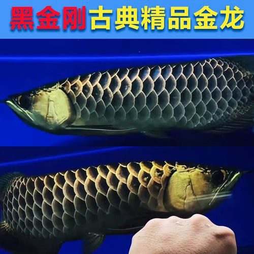 哪里可以購買到正宗的黑金剛過背金龍魚？