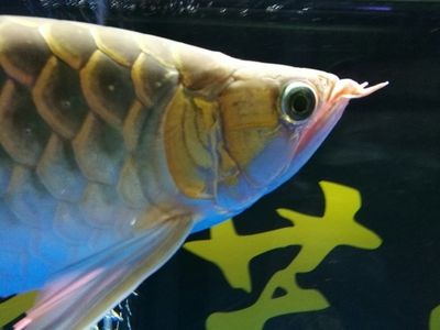 金龍魚血龍:金龍魚血龍市場評價 龍魚百科 第2張 金龍魚血龍:金龍魚血龍市場評價 金龍魚血龍:金龍魚血龍市場評價 龍魚百科 第2張