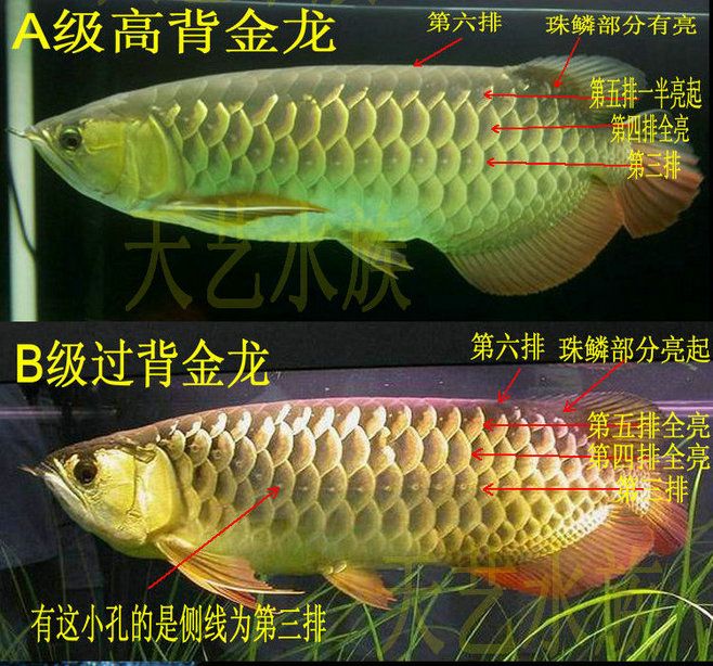 紅龍魚珠鱗什么時(shí)候亮【紅龍魚珠鱗不亮怎么辦】