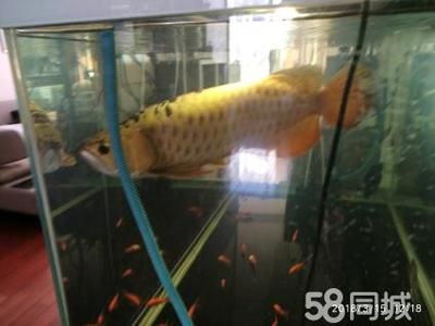 紅眼白子金龍魚：紅眼白子金龍魚是一種極具珍稀性和美感的觀賞魚
