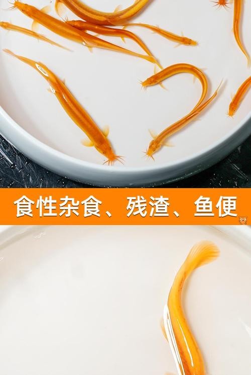 黃金龍魚魚餌