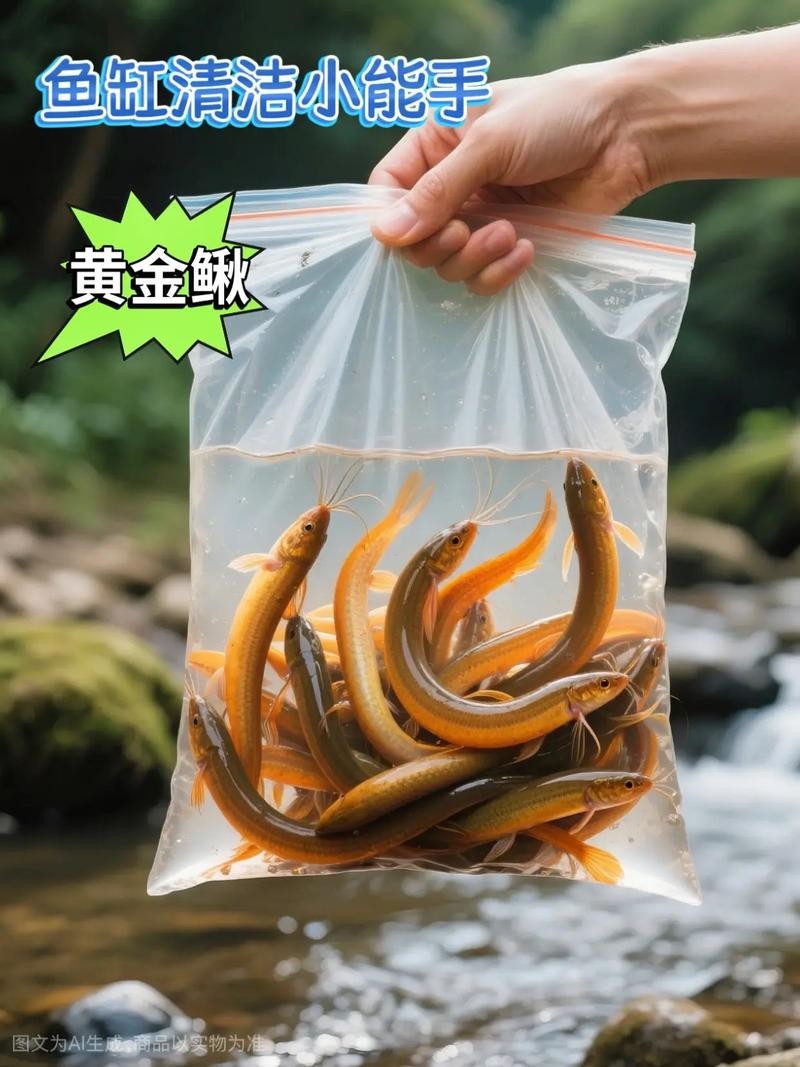 黃金龍魚魚餌