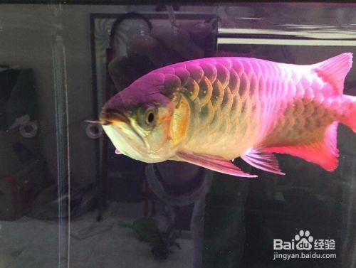 紅龍魚幼苗怎么挑選圖解（挑選紅龍魚幼苗的關鍵點）