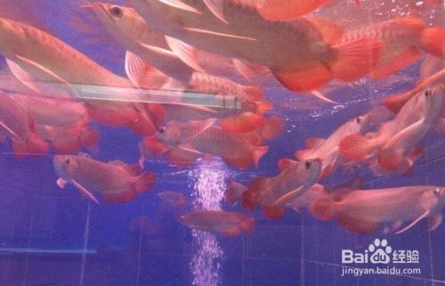 紅龍魚幼苗怎么挑選圖解（挑選紅龍魚幼苗的關鍵點）