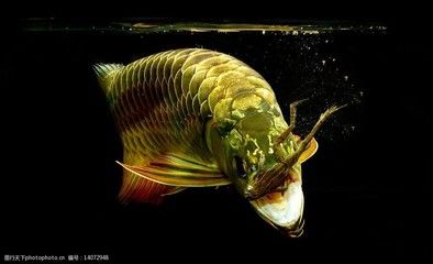 金龍魚牙齒在哪個(gè)部位：金龍魚的牙齒功能