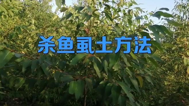 鲺和魚虱的防治方法有哪些？