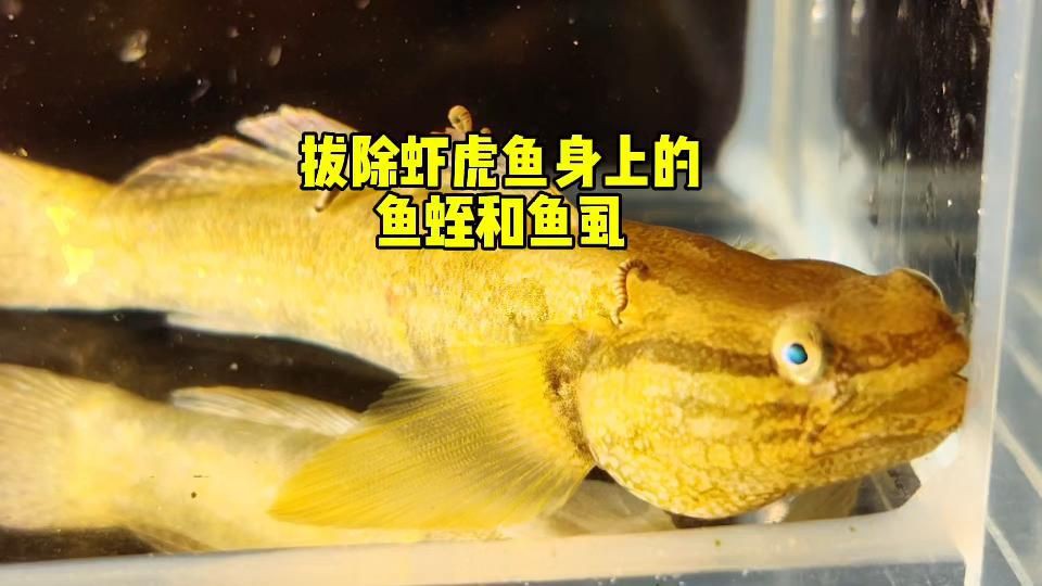 鲺和魚虱的防治方法有哪些？